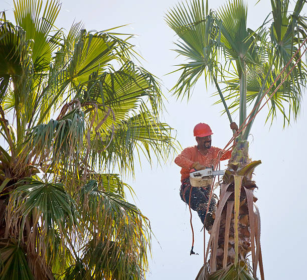 Best Tree Disease Treatment  in Union Gap, WA